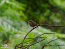 Robin - Rudzik